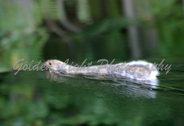 5167 Squirrel